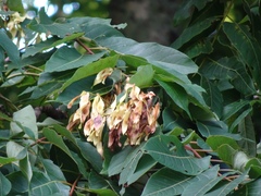 Ailanthus altissima tanakai