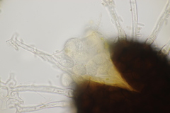 Erysiphe azaleae