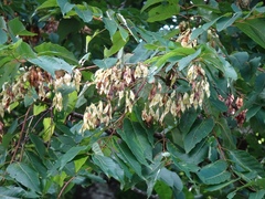 Ailanthus altissima tanakai