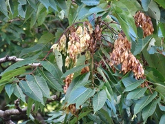 Ailanthus altissima tanakai