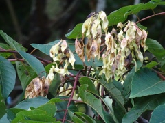 Ailanthus altissima tanakai