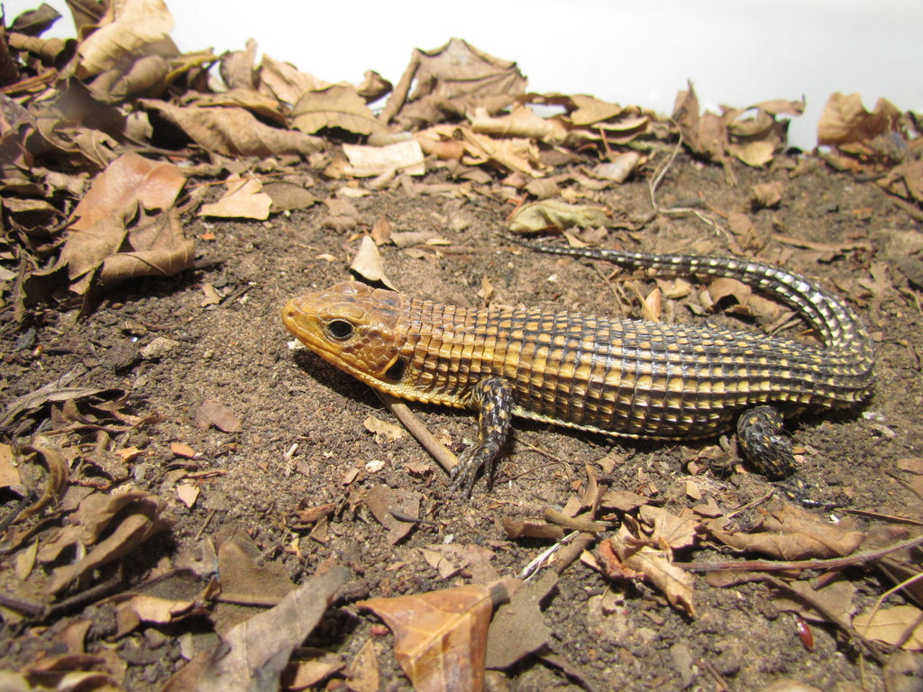 Rough-Scaled Plated Lizard