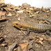 Rough-scaled Plated Lizard - Photo (c) Marco Aurelio de Sena, some rights reserved (CC BY-NC), uploaded by Marco Aurelio de Sena