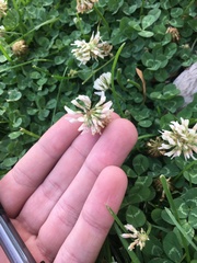 Trifolium repens