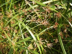 Cyperus longus