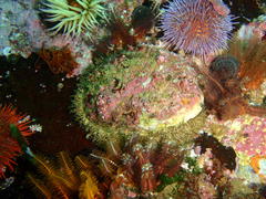 Haliotis midae
