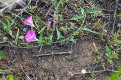 Convolvulus chinensis