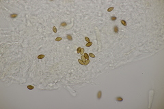 Phlegmacium balteatocumatile
