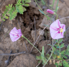 Convolvulus chinensis