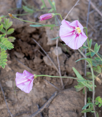 Convolvulus chinensis