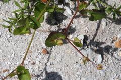 Centella eriantha