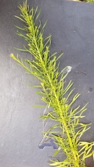 Dysodiopsis tagetoides