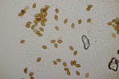 Phlegmacium balteatocumatile