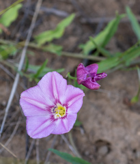 Convolvulus chinensis