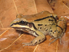 Leptodactylus mystacinus
