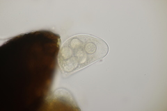Erysiphe azaleae