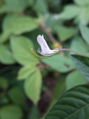 Cleome rutidosperma