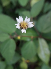 Tridax procumbens