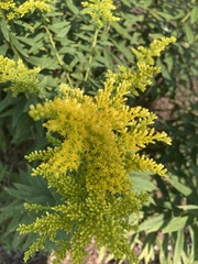 Solidago