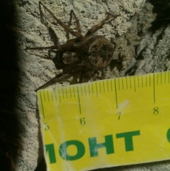 Larinioides ixobolus