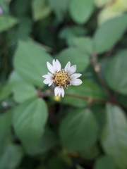 Tridax procumbens
