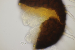 Erysiphe azaleae