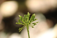 Malaxis rosei