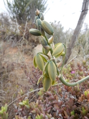 Albuca spiralis