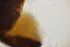 Erysiphe azaleae
