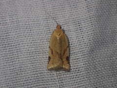 Paramesia gnomana