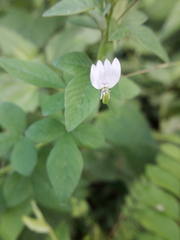 Cleome rutidosperma