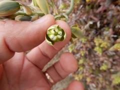 Albuca spiralis