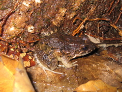 Leptodactylus petersii
