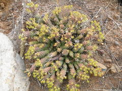 Euphorbia braunsii