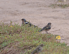 Fringilla coelebs