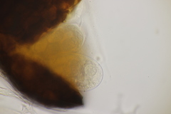 Erysiphe azaleae