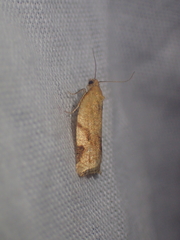 Paramesia gnomana