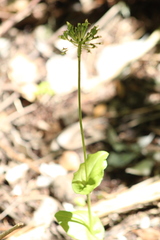 Malaxis rosei