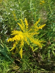 Solidago