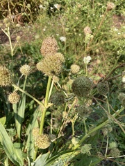 Eryngium yuccifolium