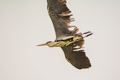Ardea cinerea