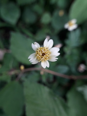 Tridax procumbens