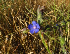 Anchusa azurea