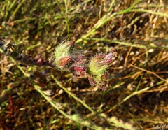 Anchusa azurea