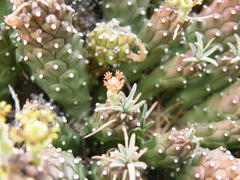 Euphorbia braunsii