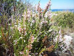 Erica perspicua perspicua