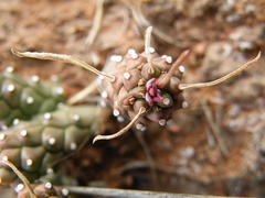Euphorbia braunsii