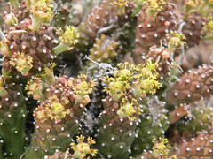 Euphorbia braunsii
