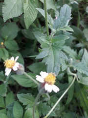 Tridax procumbens