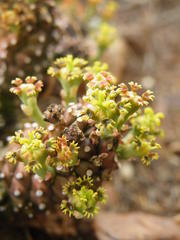 Euphorbia braunsii